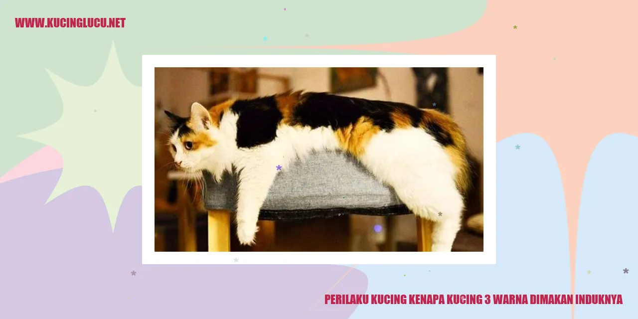 Perilaku Kucing Kenapa Kucing 3 Warna Dimakan Induknya
