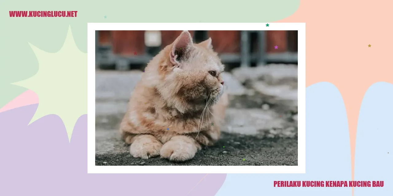 Perilaku Kucing: Mengapa Kucing Membau?