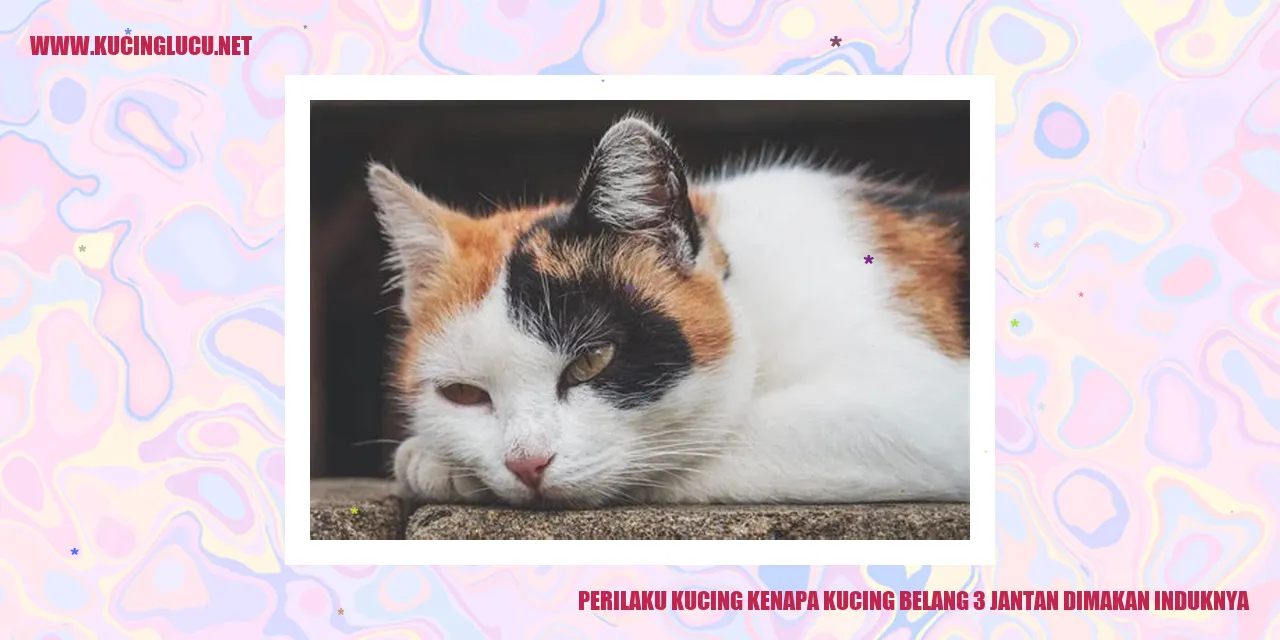 Kucing belang 3 jantan dimakan induknya