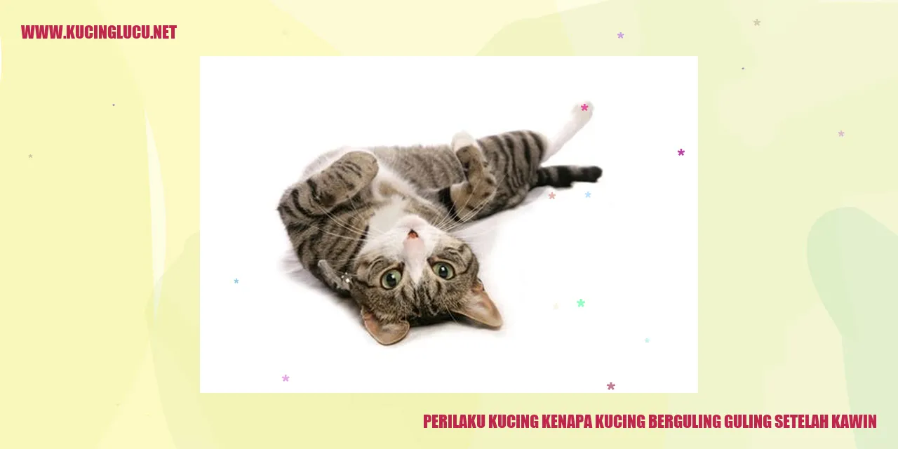 Perilaku Kucing: Mengapa Kucing Berguling-guling Setelah Kawin