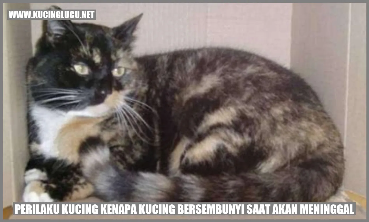 Perilaku Kucing Kenapa Kucing Bersembunyi Saat Akan Meninggal