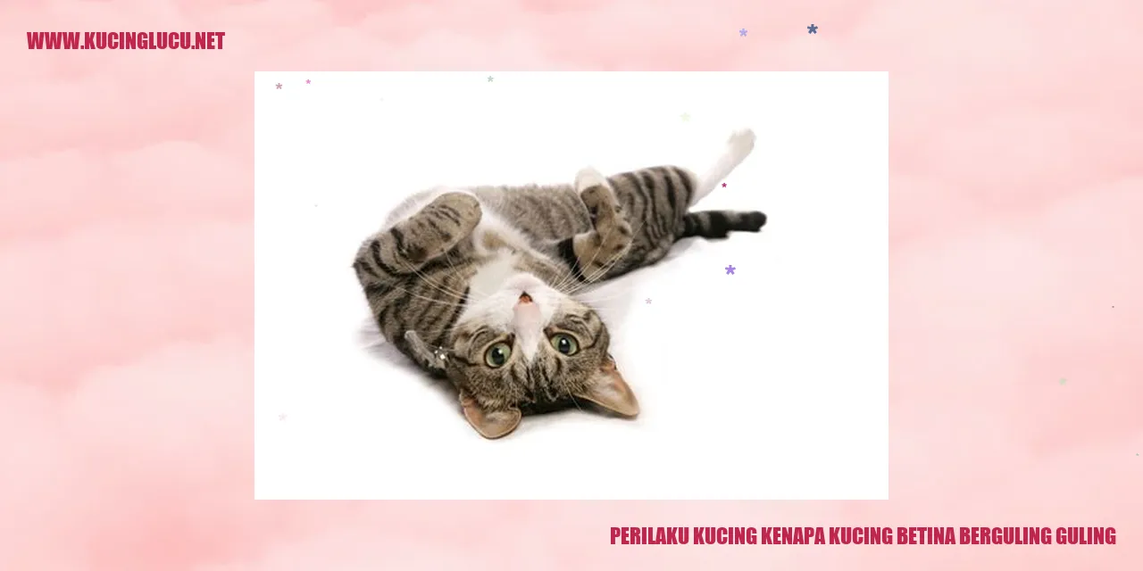 Kucing berguling-guling