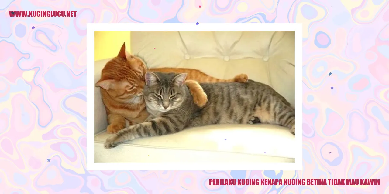 Perilaku Kucing: Kenapa Kucing Betina Tidak Mau Kawin