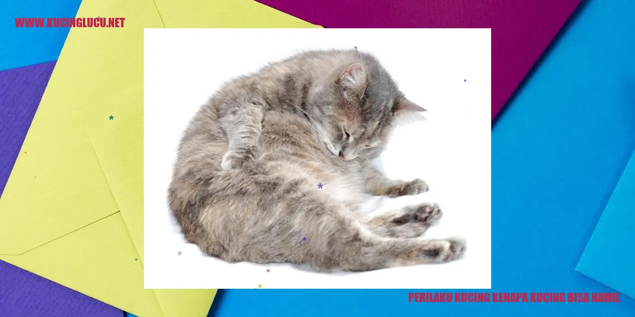 Kucing Mengejar Pasangan