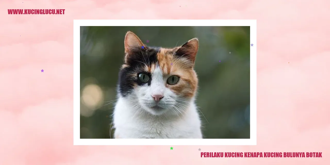 Gambar kucing dengan bulu botak