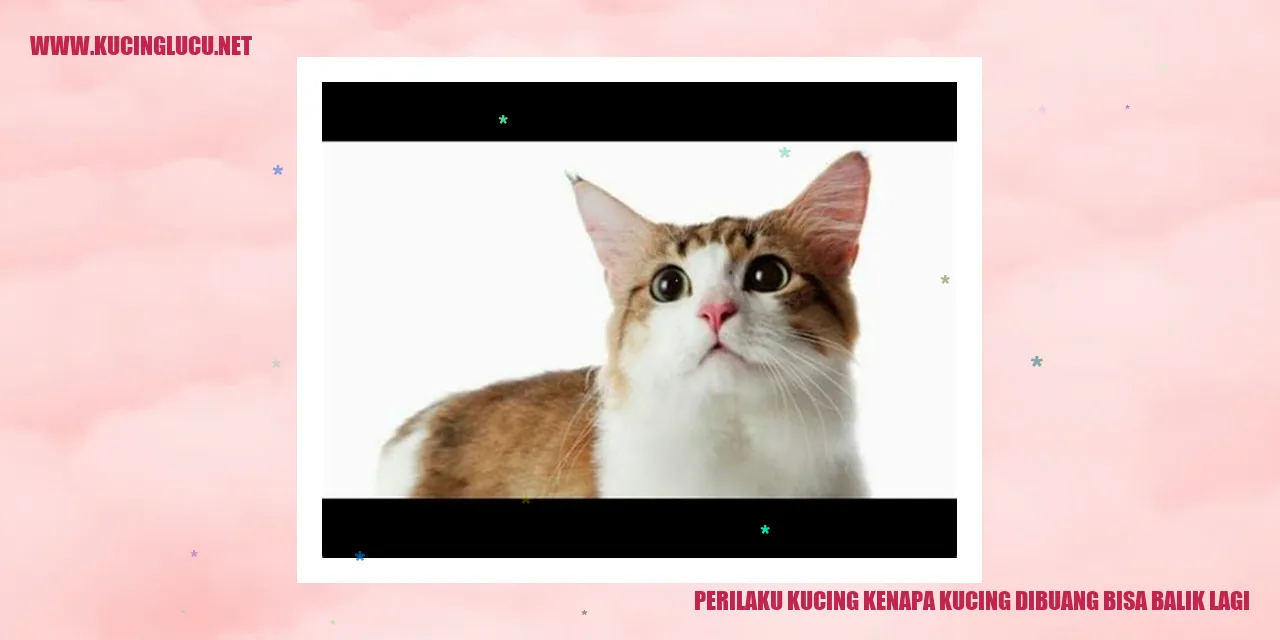 Perilaku Kucing