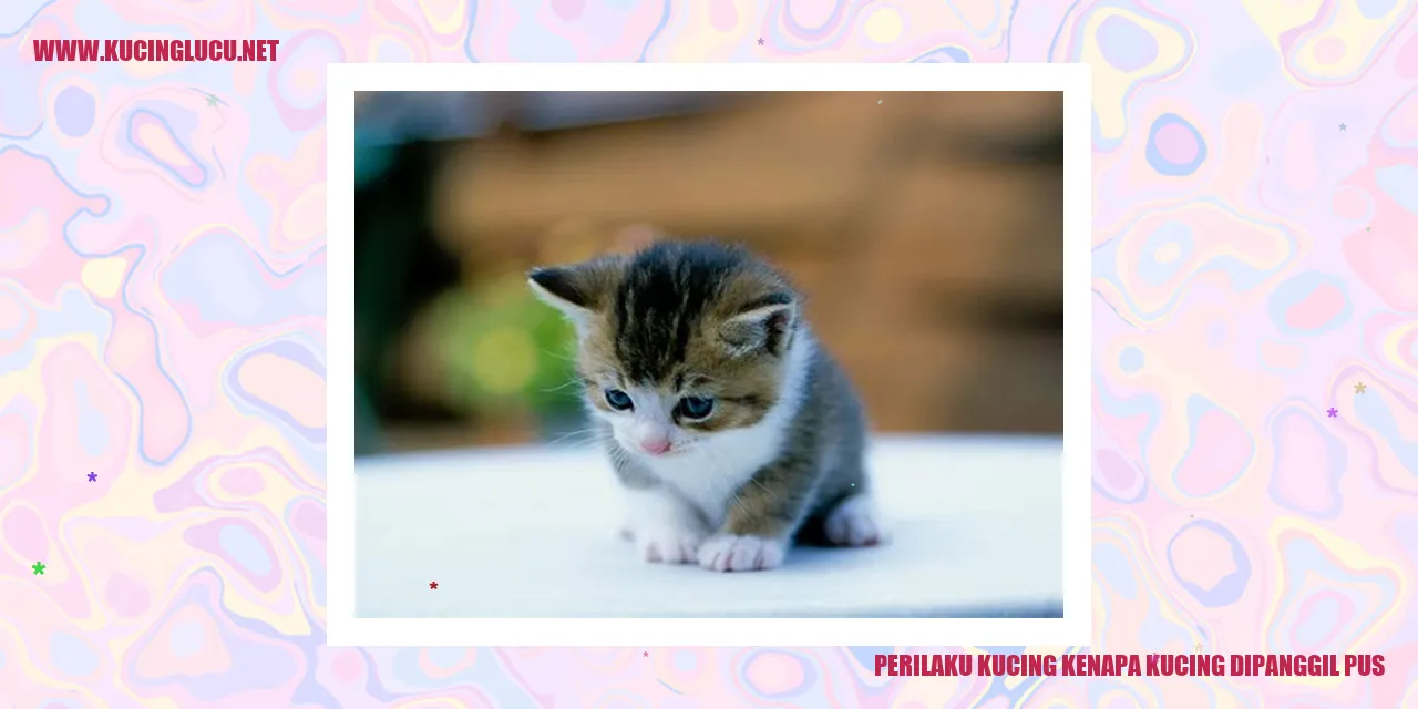 kucing pus