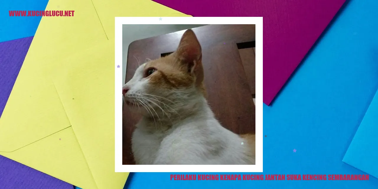 Perilaku Kucing Jantan Suka Kencing Sembarangan