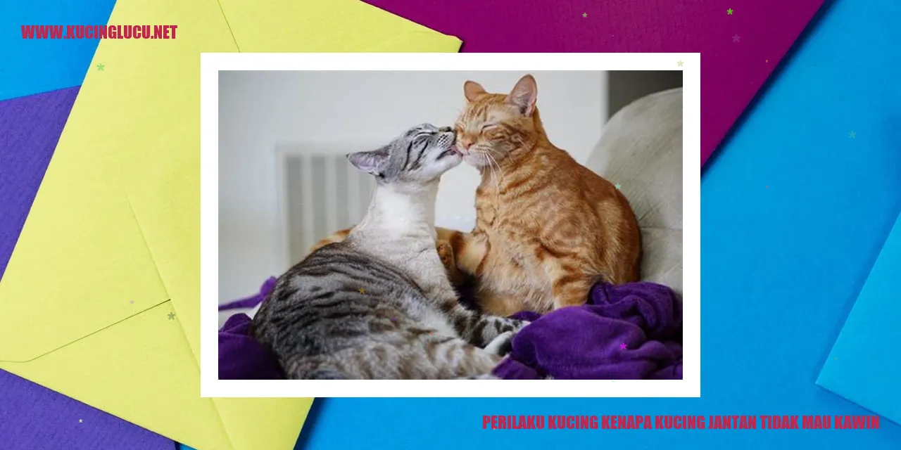 Perilaku Kucing Jantan