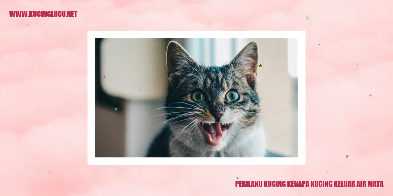 Perilaku Kucing