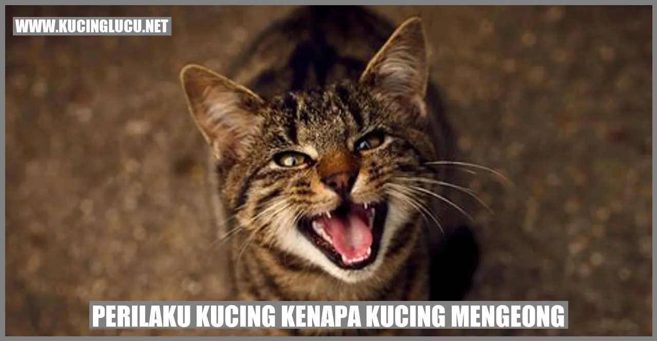 Kucing Mengeong