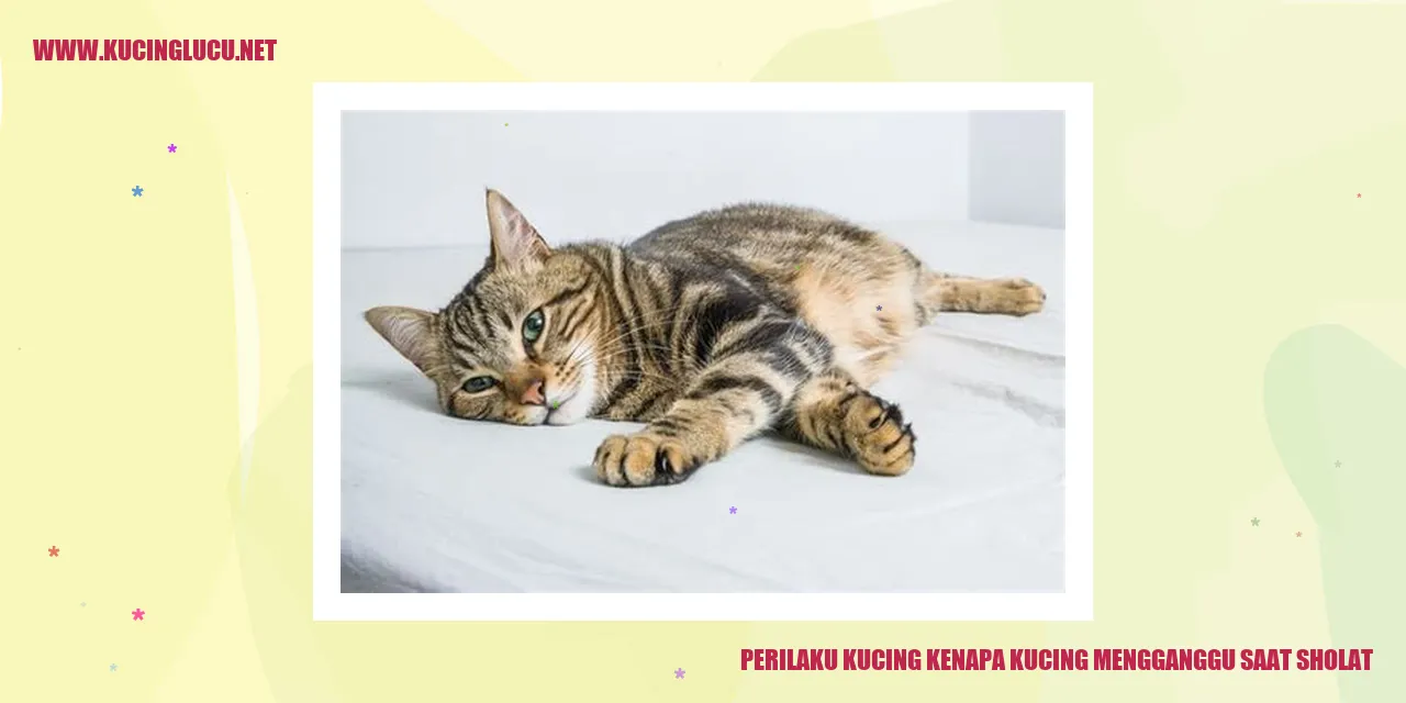 Gangguan Kucing saat Sholat