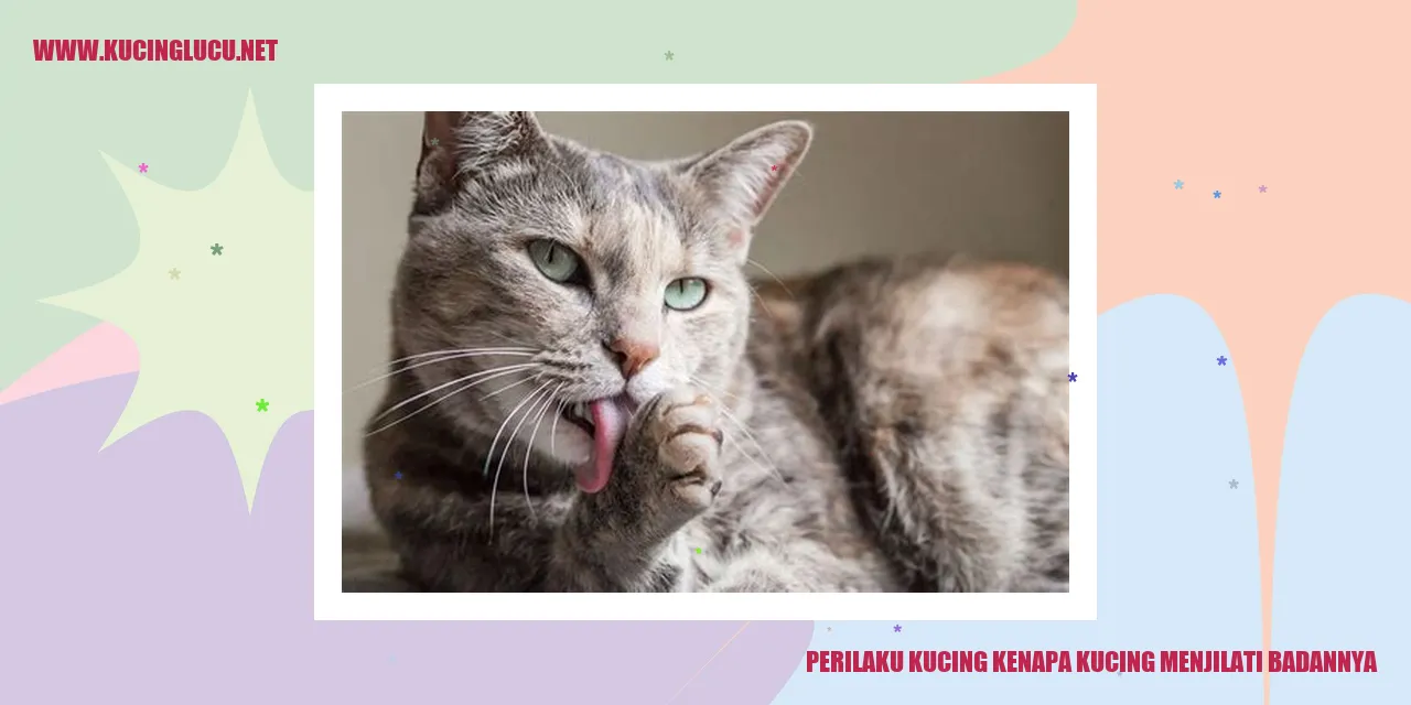 Kucing menjilati badan