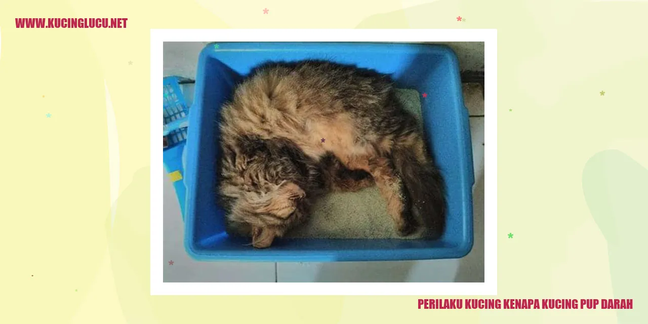 Perilaku Kucing kenapa kucing pup darah