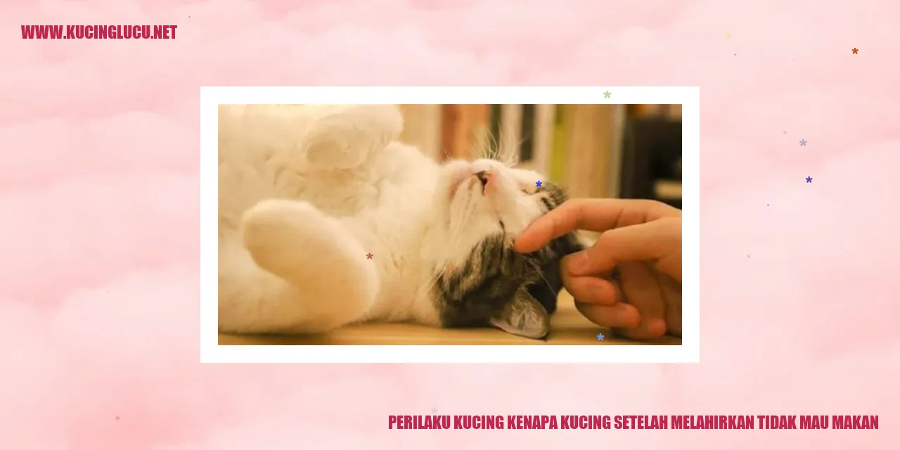 Perilaku Kucing kenapa kucing setelah melahirkan tidak mau makan