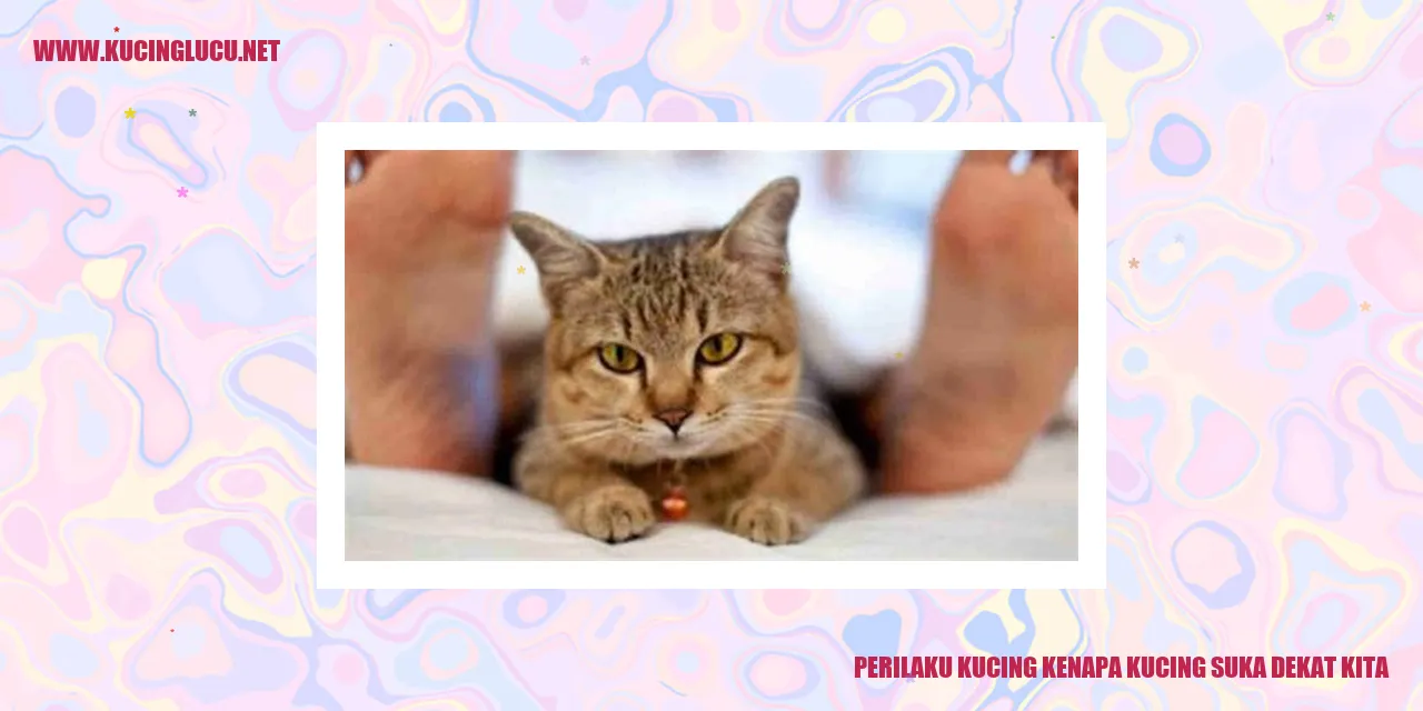 Perilaku Kucing
