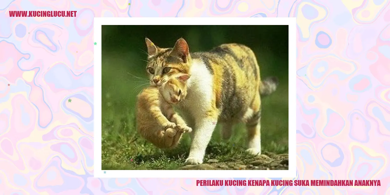 Perilaku Kucing