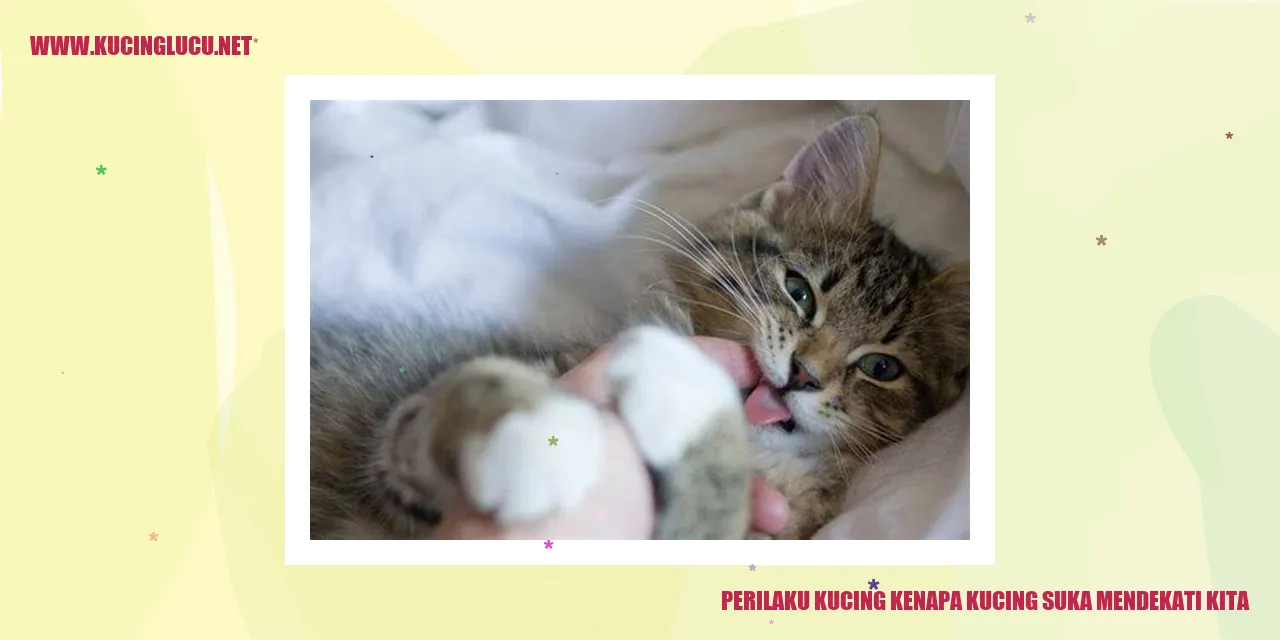 Kucing sering mendekati manusia