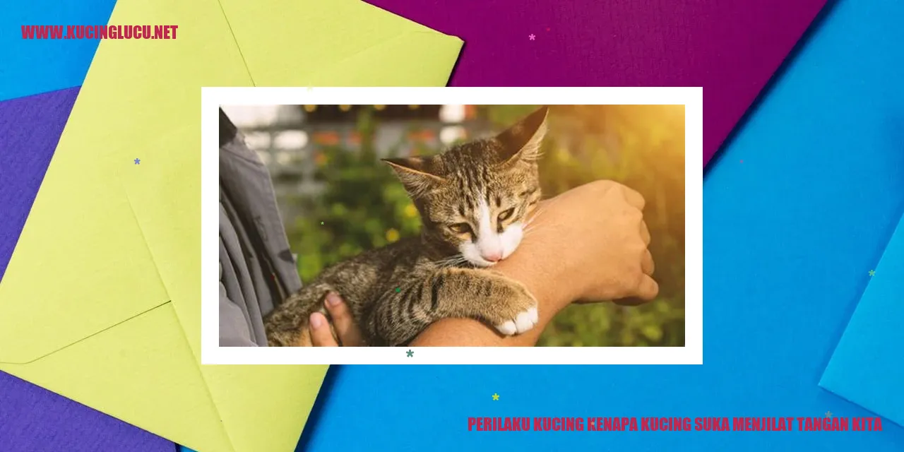 Gambar Kucing menjilat tangan