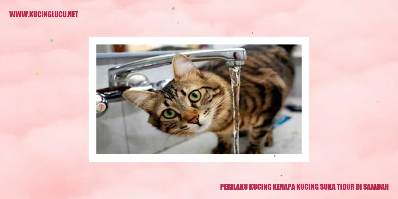 Gambar kucing tidur di sajadah