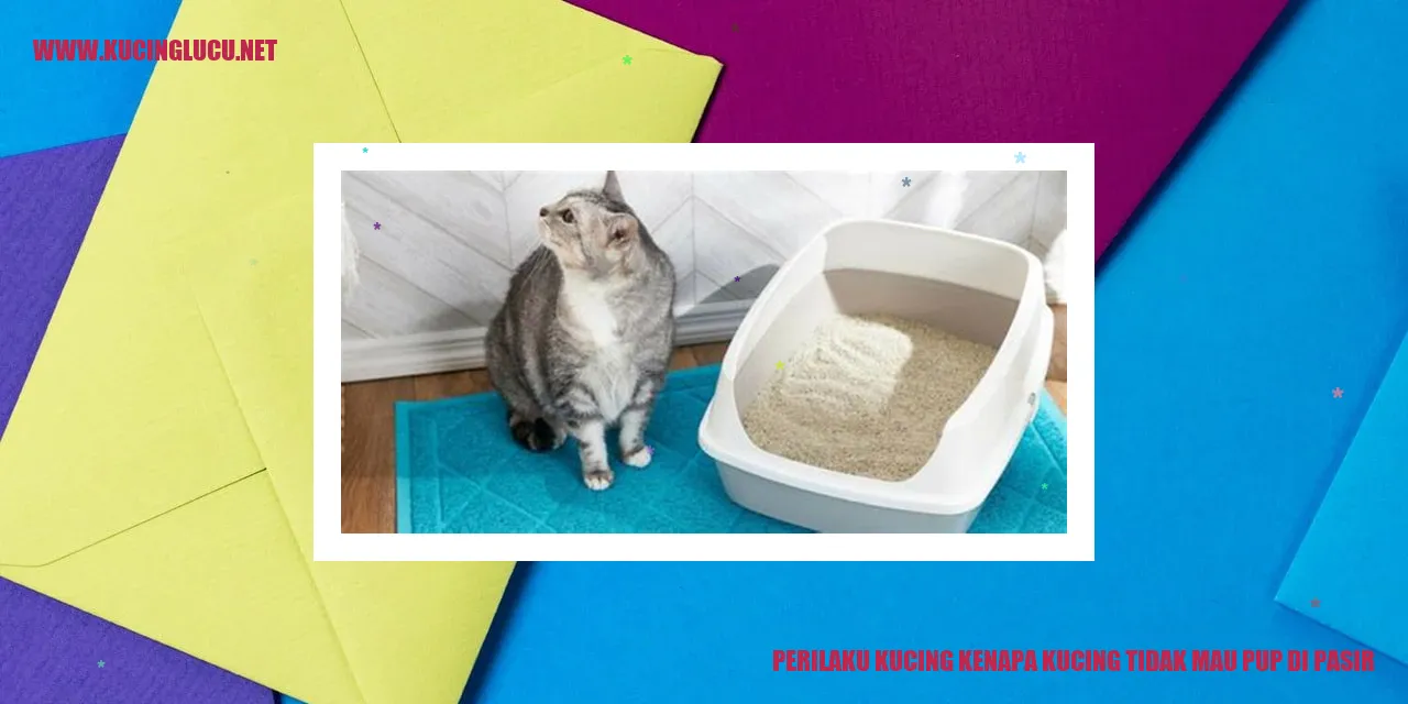 Kucing yang enggan buang di pasir