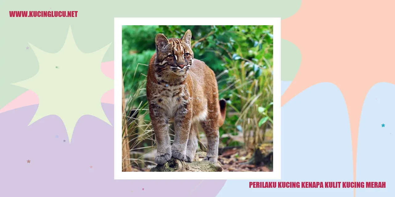 Perilaku Kucing Kenapa Kulit Kucing Merah