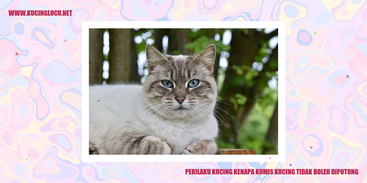 Kucing dengan Kumis