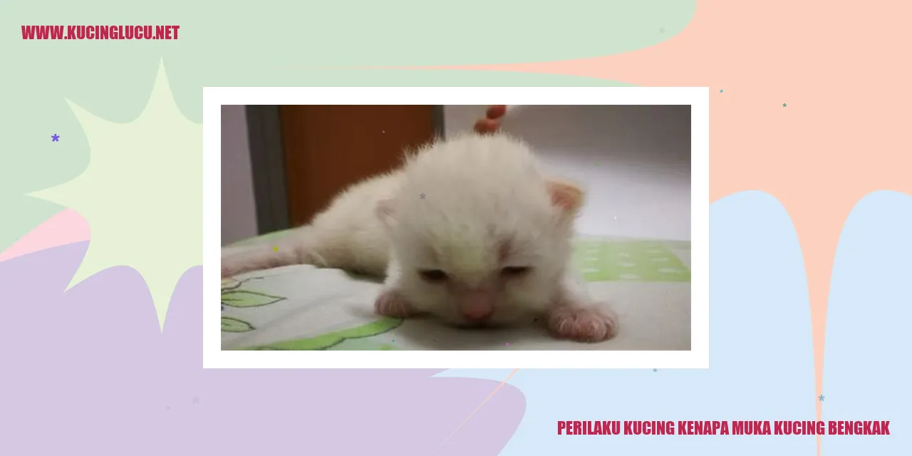 Kucing dengan muka bengkak
