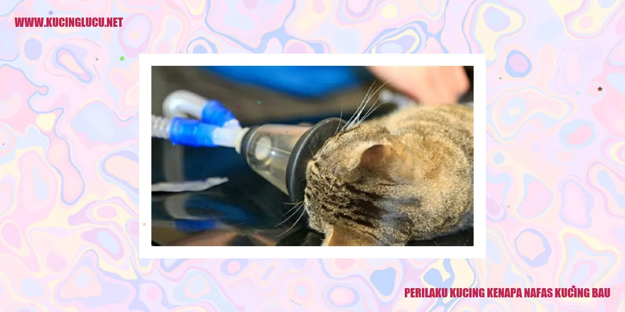 Perilaku Kucing Kenapa Nafas Kucing Bau
