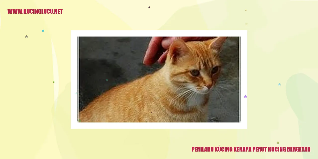Perut Kucing Bergetar