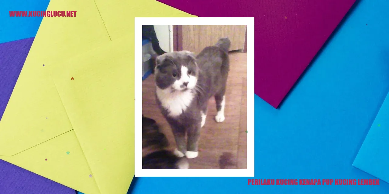 Gambar: Kucing mengalami pup lembek