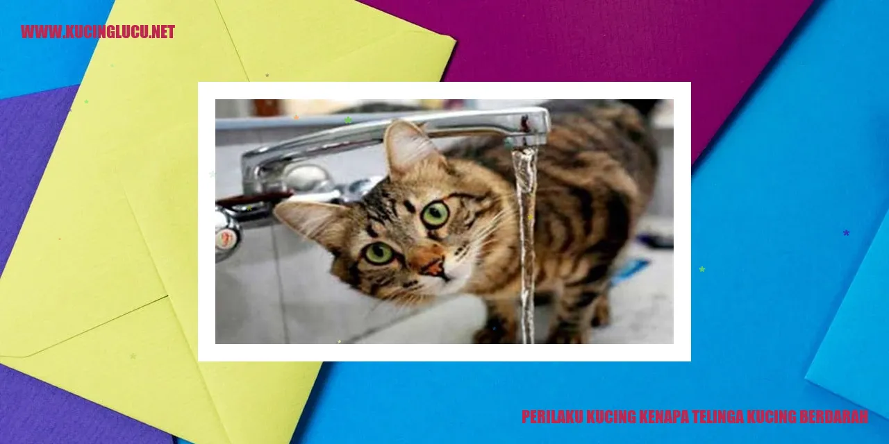 Perilaku Kucing kenapa Telinga Kucing Berdarah