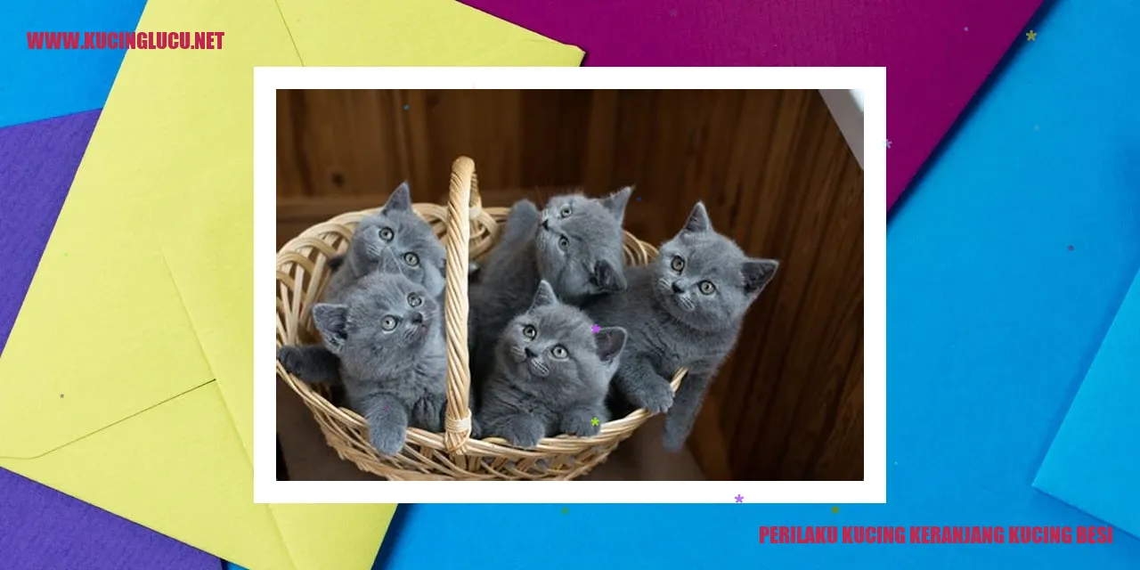 Kucing Keranjang Kucing Besi
