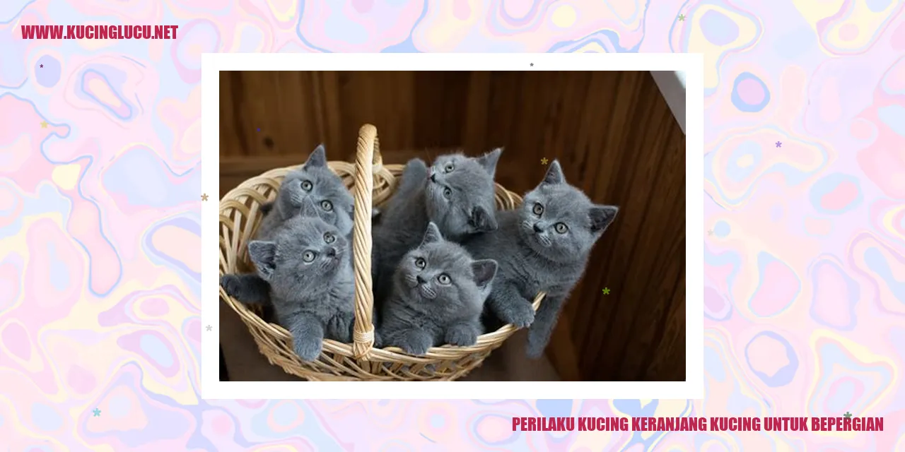 Perilaku Kucing Keranjang