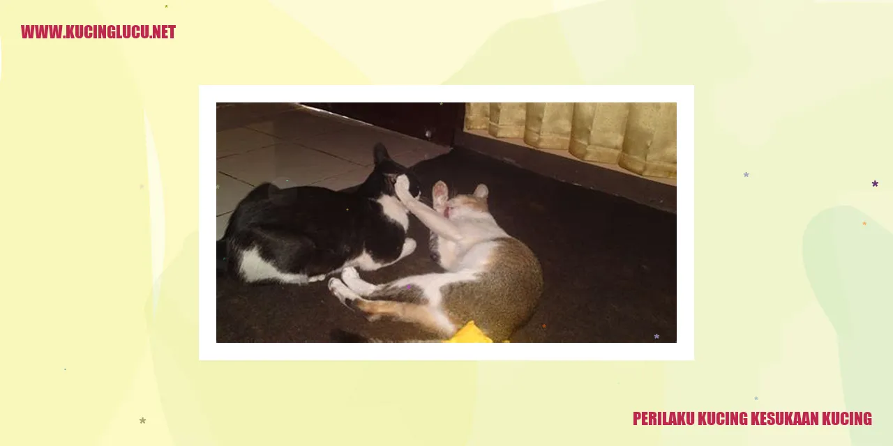 Gambar Kucing Menggemaskan