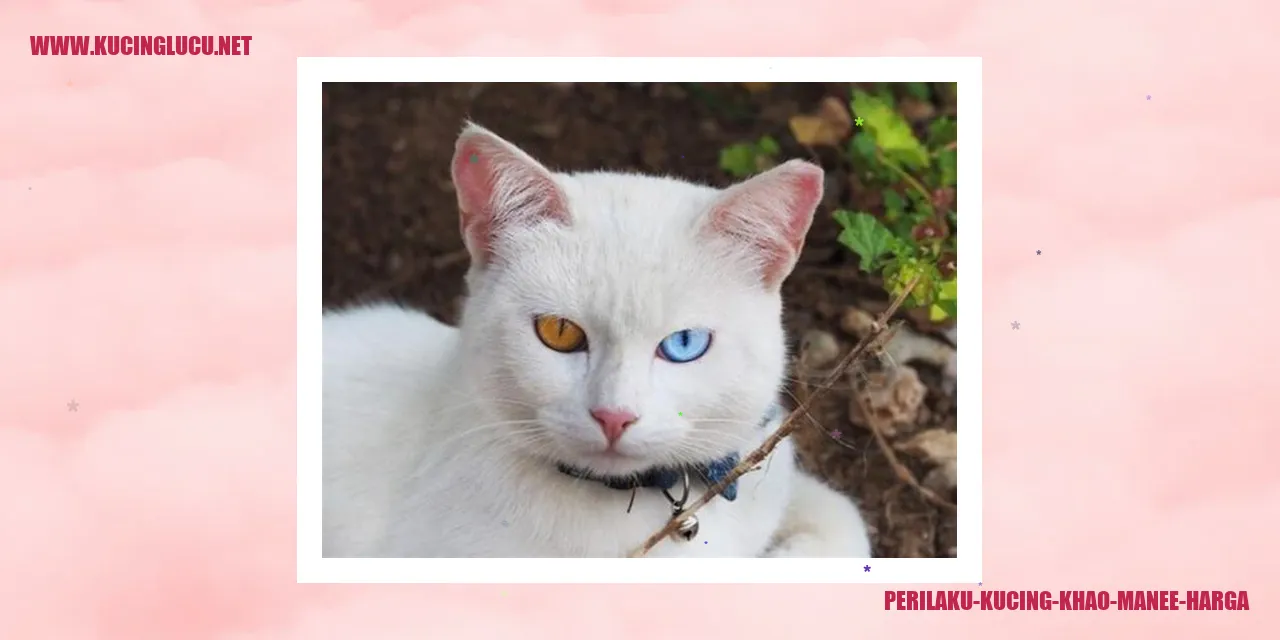 Gambar Perilaku Kucing Khao Manee