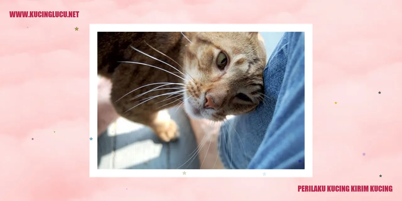 Perilaku Unik Kucing Mengirim Kucing