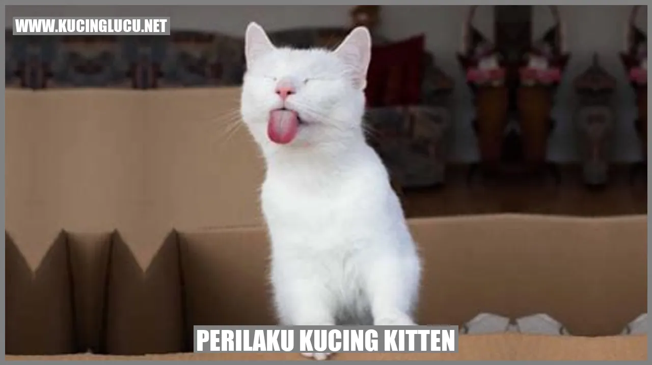 Kucing Kitten