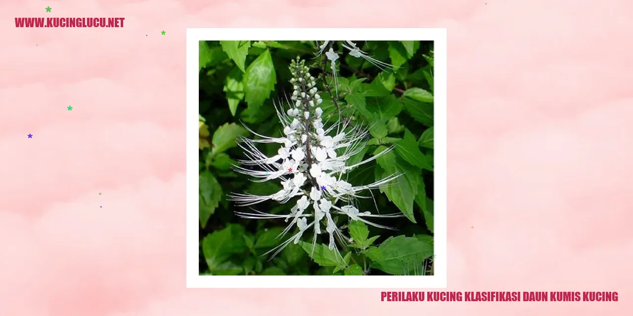 Perilaku Kucing klasifikasi daun kumis kucing