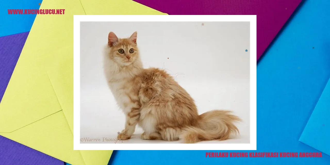 Perilaku Kucing Anggora