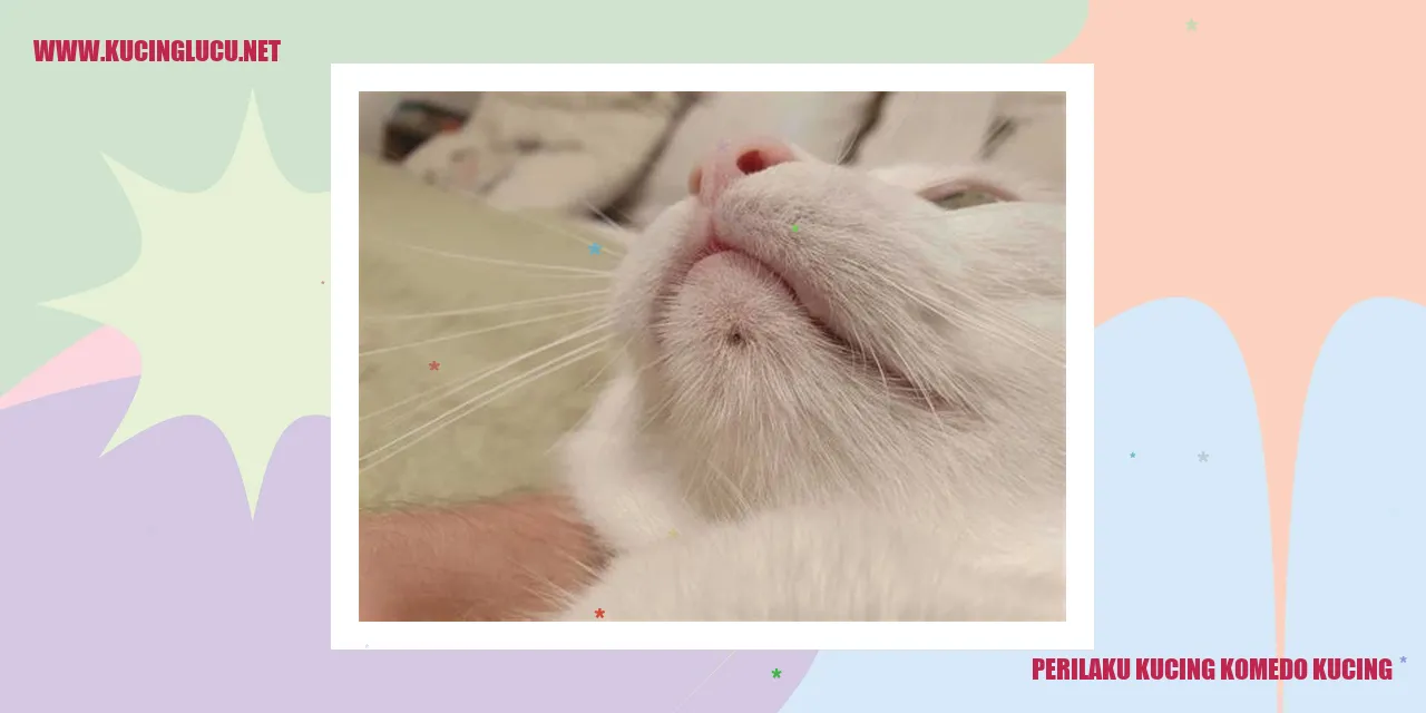 Perilaku Kucing yang Menggemaskan