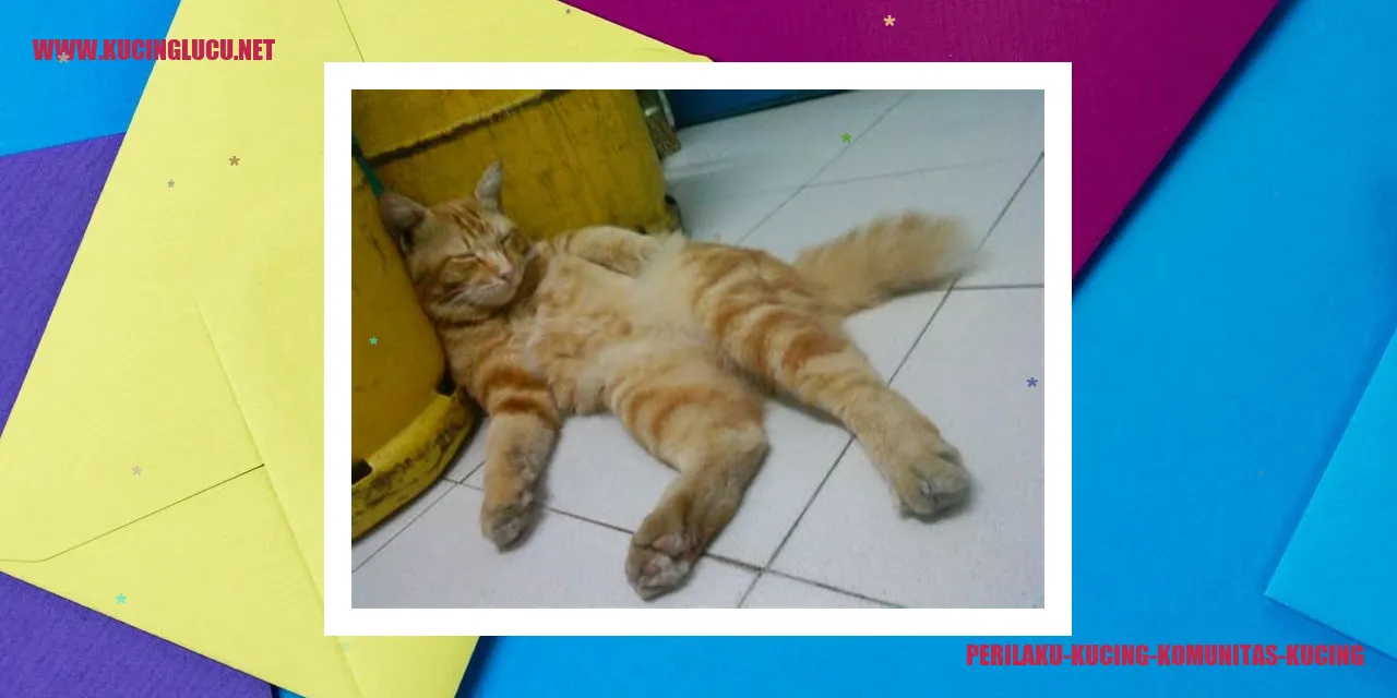 Perilaku Kucing Komunitas Kucing