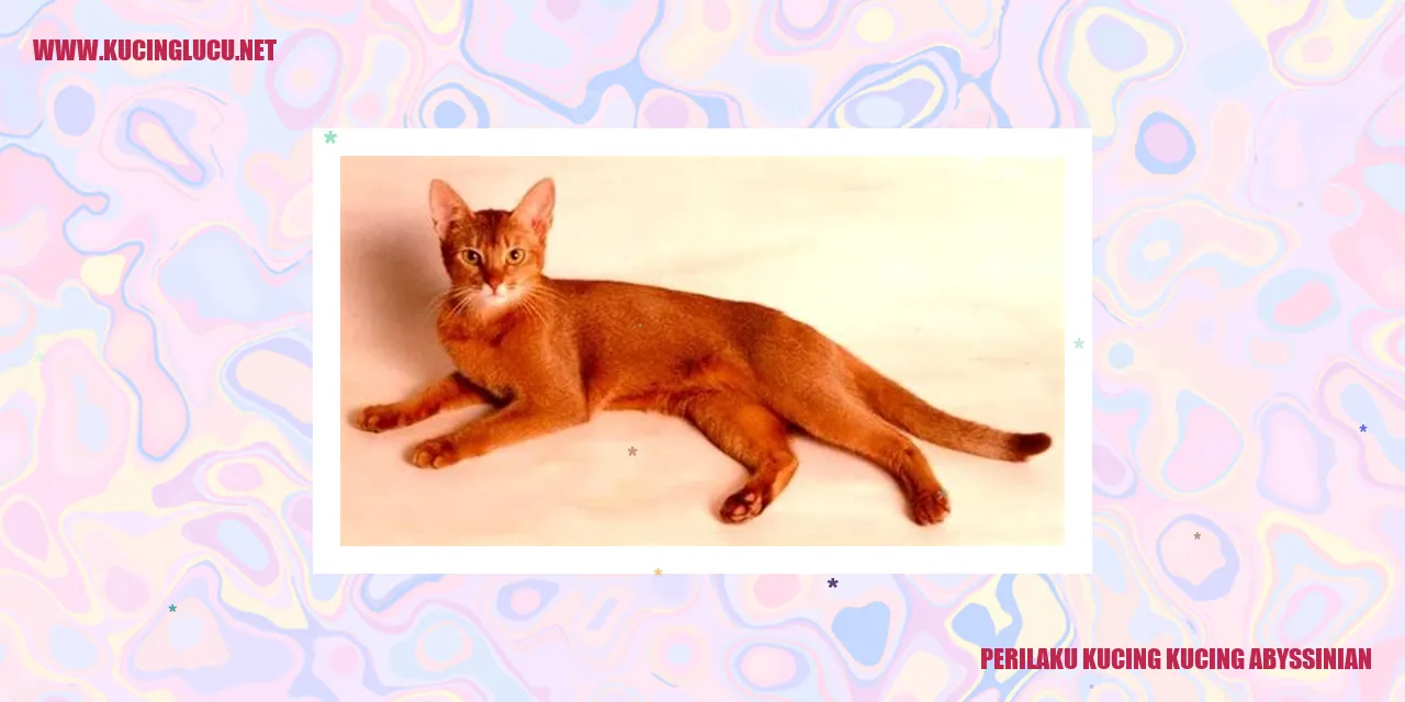 Perilaku Kucing Abyssinian