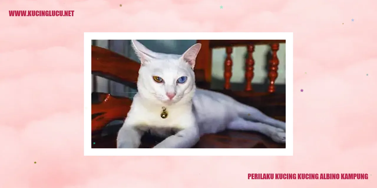 Gambar Kucing Albino