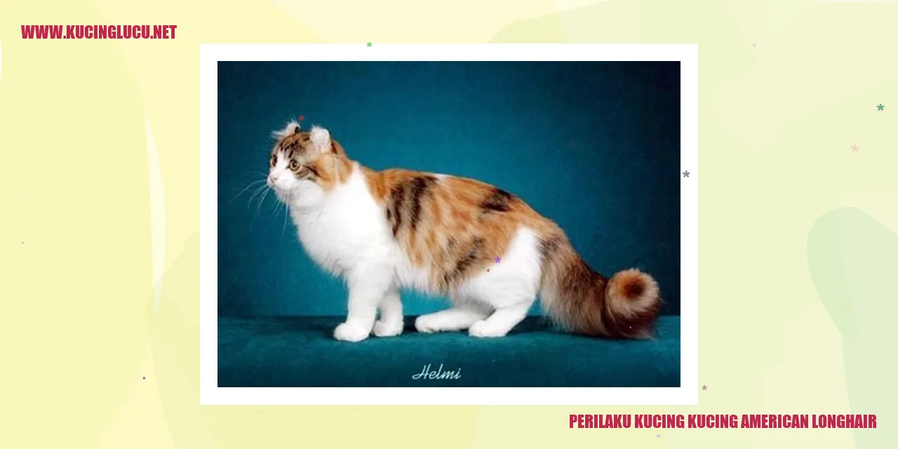 Kucing American Longhair