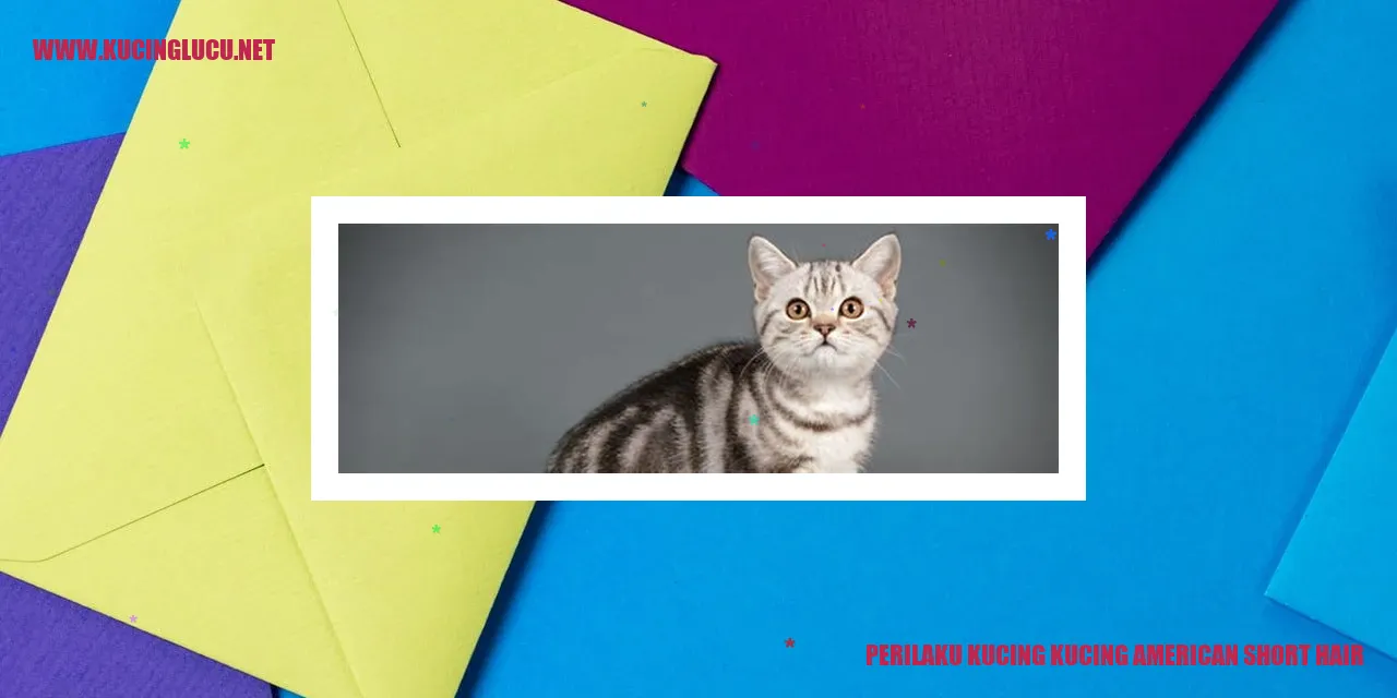 Perilaku Kucing American Shorthair