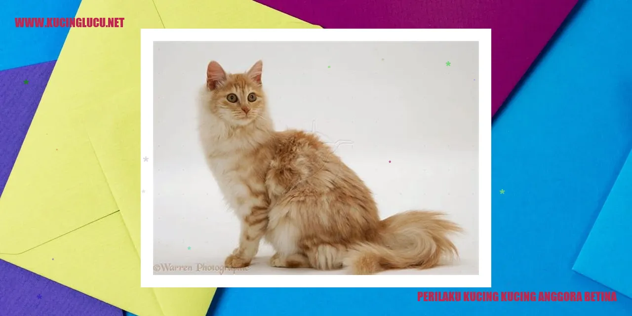 Keelokan Perilaku Kucing Anggora Betina