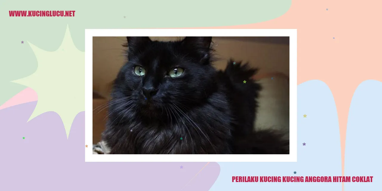 Kucing Anggora Hitam Coklat