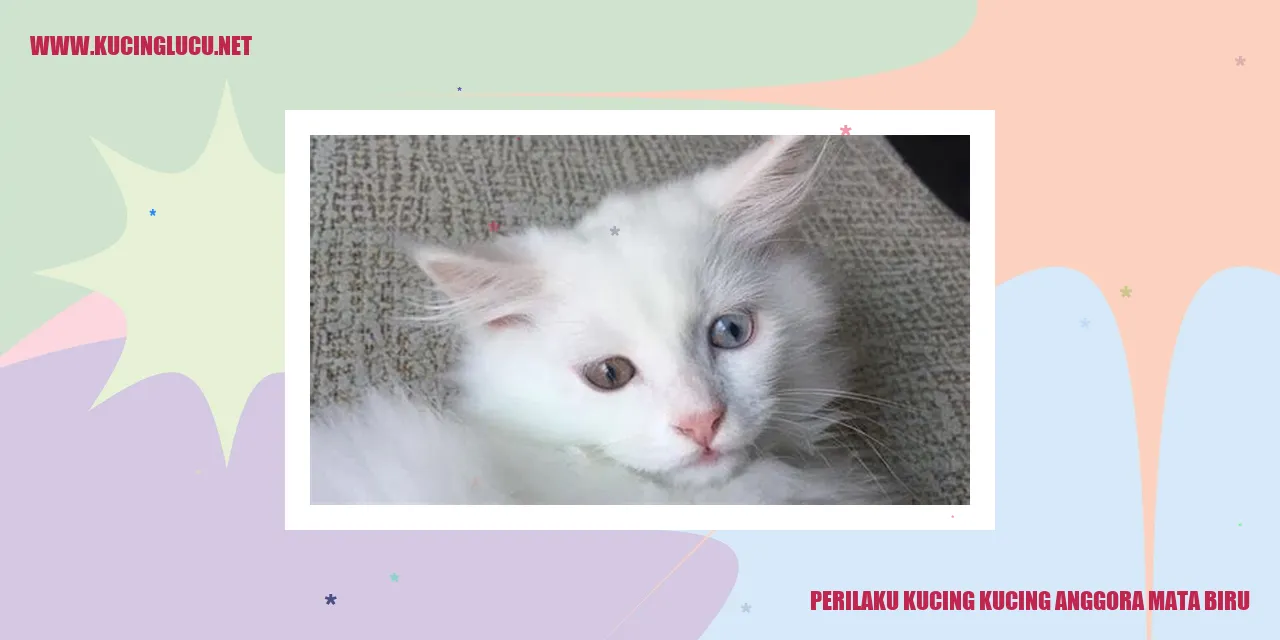 Kucing Anggora Mata Biru