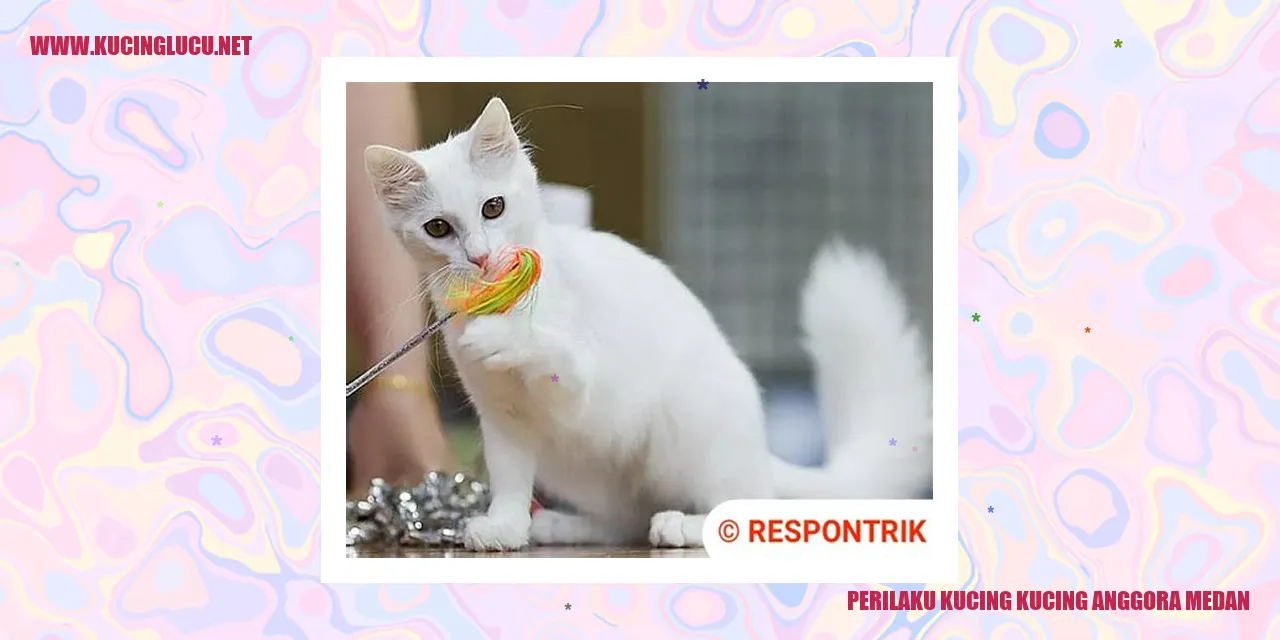 Kucing Anggora Medan
